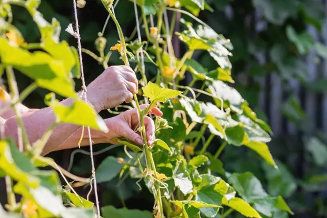 Nejlepší způsob, jak vyvázat okurky: Budou zdravé a plodit mohou až o měsíc déle