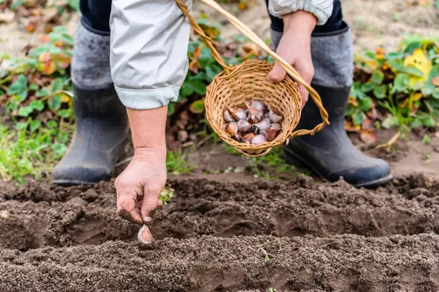 Kdy a jak na podzim zasadit česnek: Důležitá je teplota půdy a správný postup