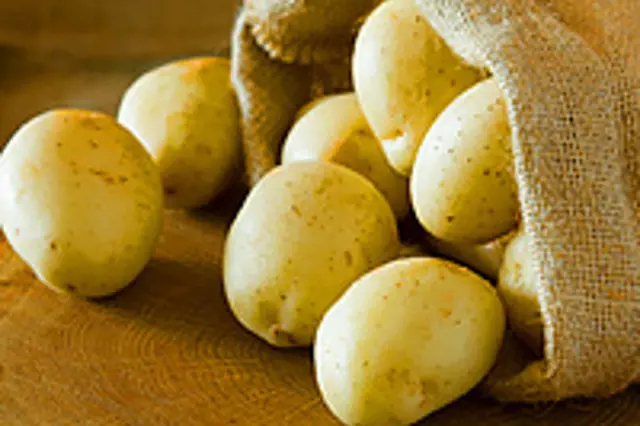 Bakteriální hniloba brambor