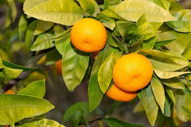 Jak Vypestovat Citron Z Pecky (pecky může, vlhkost vzduchu, abyste zabránili) Jak Vypestovat Citron Z Pecky