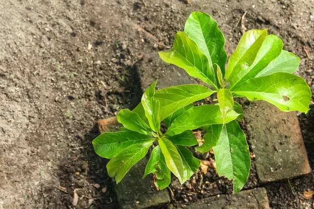 Můžete úspěšně vypěstovat avokádovec na zahradě a sklízet avokáda?