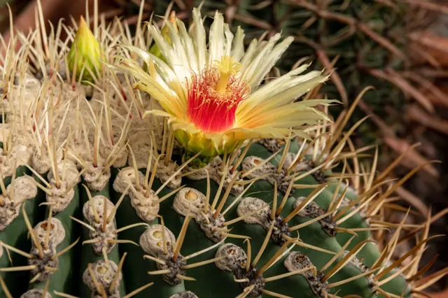Jak přinutit kaktus kvést: Rozhoduje druh kaktusu a místo, kde ho máte