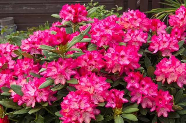 Rododendron Mnozeni