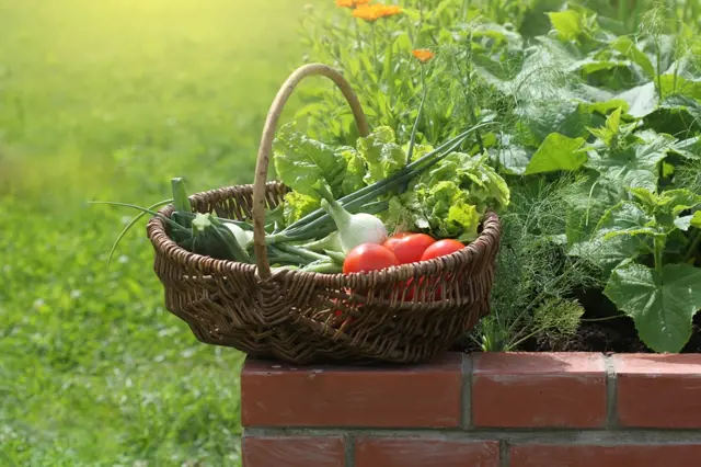 Zkušené zahradnice radí, co pěstovat: Znáte brambory Belana nebo celer Asterix?