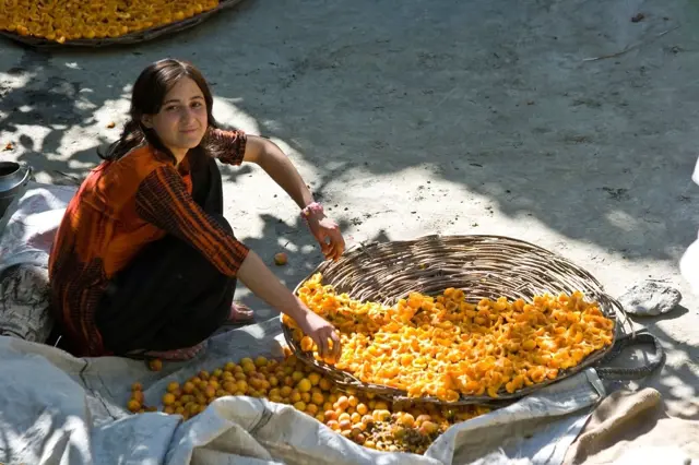 V himalájském údolí Hunza se lidé dožívají 145 let. Vděčí za to prý meruňkám