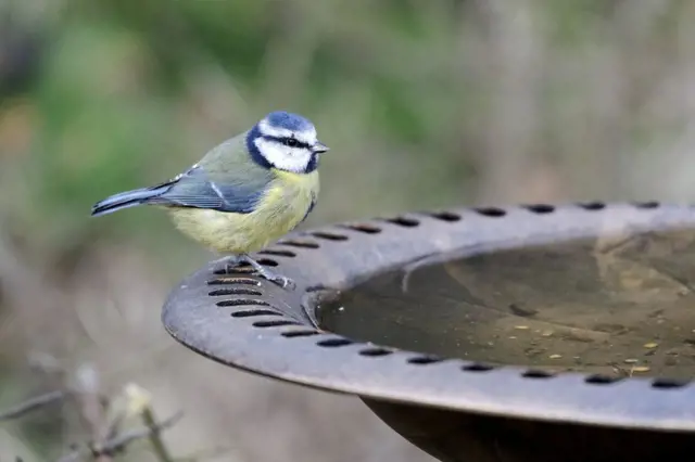 Voda pro žíznivé ptáky a ježky: Jak je na zahradě bezpečně napojit?