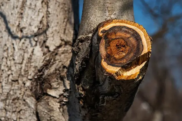Oresak Prorezani Vetvi (nůžky jsou, které jsou, Ořezávací Nůžky, jsou vybaveny, Nůžek Větve) Oresak Prorezani Vetvi