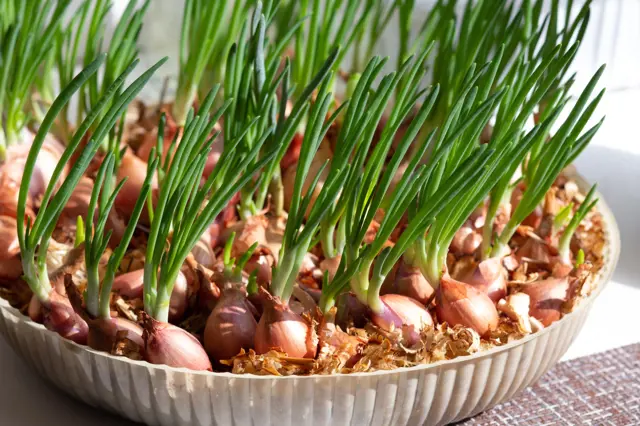 Jak Pestovat Jarni Cibulku (jarní cibulky, Jarní cibulka, jarní sklizeň) Jak Pestovat Jarni Cibulku