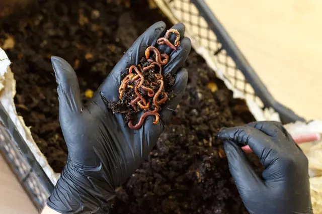 Jak přilákat žížaly na kompost a zvýšit jeho kvalitu? Nejlépe funguje káva