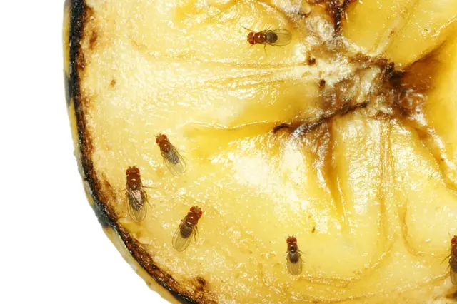 Jak Na Musky Octovky (jarové vody, octomilky vyskytují, kapek jarové, kapek jarové vody, malé množství) Jak Na Musky Octovky