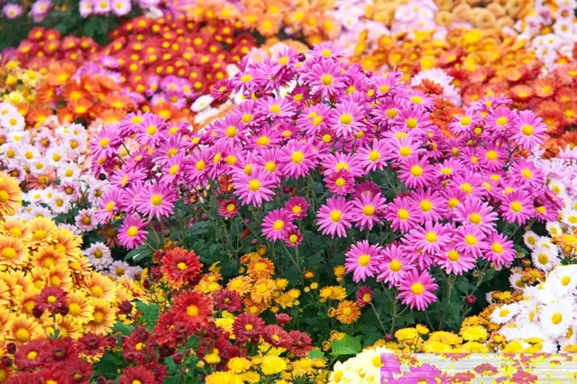 Jak sesadit trvalky, aby kvetly od jara do podzimu prakticky bez práce