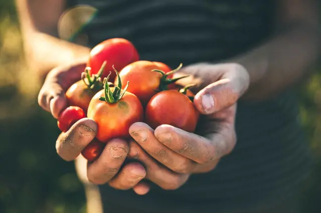 Co udělat, abyste si užili co nejdelší sklizeň rajčat? Zkuste zálivku z mléka