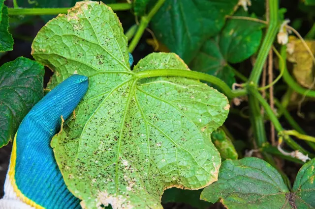 Jak Znicit Msice (části rostliny, listů stonků, insekticidy Tyto, insekticidy Tyto insekticidy, Podobně jako) Jak Znicit Msice