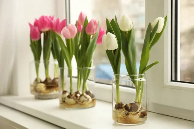 Jak vypěstovat krásné tulipány bez zeminy na okenním parapetu