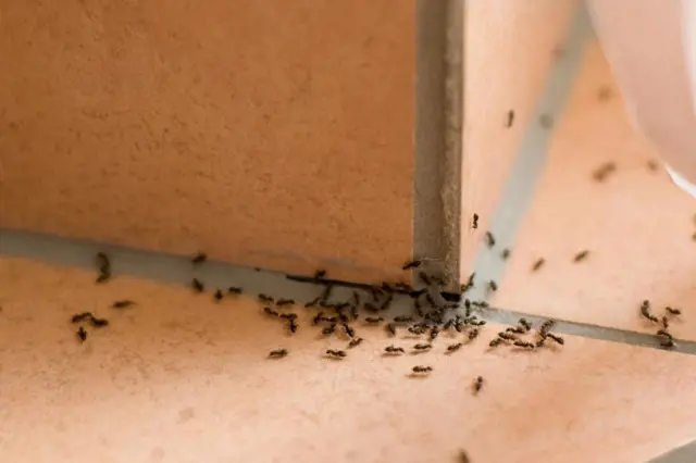 Mravenci začínají útočit: Jak se jich zbavit jednoduchými ale účinnými způsoby