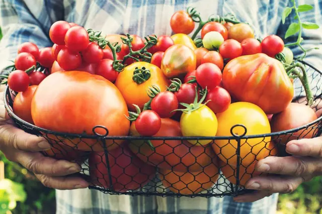 Co udělat s rajčaty právě nyní, abyste zvýšili bohatost úrody?