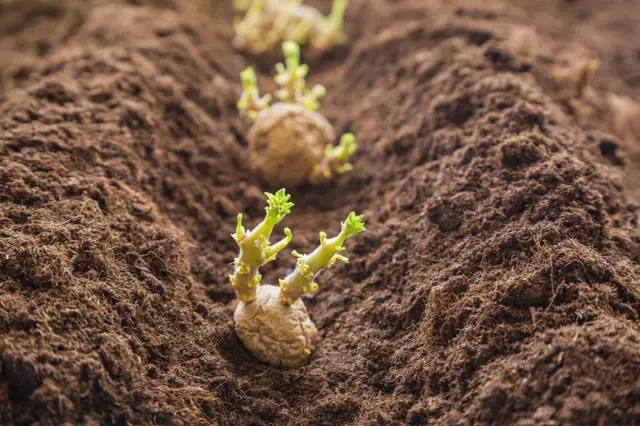 Kdy sázet brambory? Jak připravit půdu při klasickém pěstování?