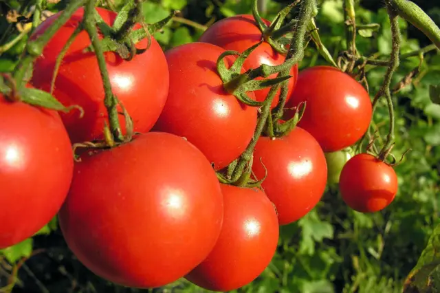 Spálení rajčat sluncem – jak tomu předcházet