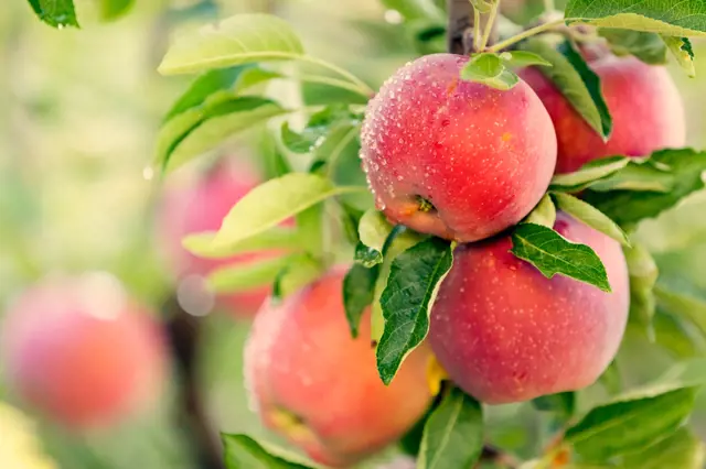 Jak poznat, zda jsou jablka a hrušky zralé a připravené ke sklizni?