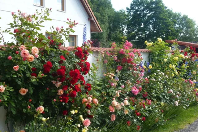 Růže rozkvétají: Jak o ně pečovat během léta?