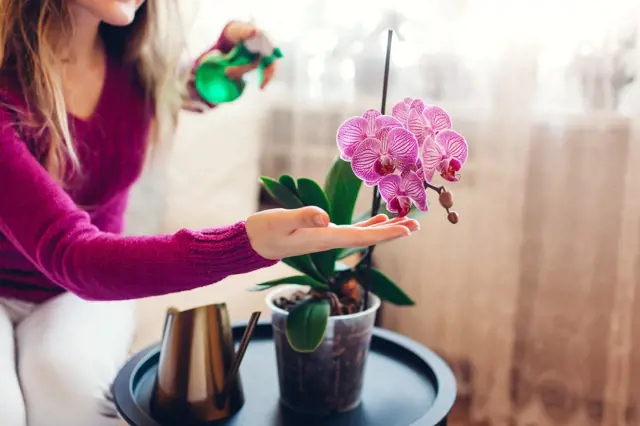 Vodu z uvařených brambor nalijte do květináče k orchidejím. Co tím způsobíte?