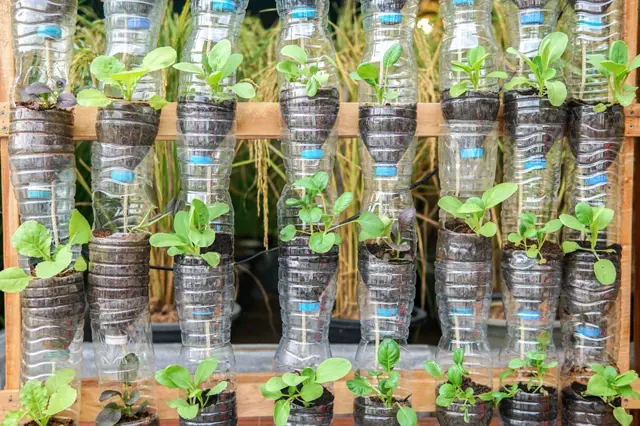 Fantastická úroda salátu: PET lahve ho budou pěstovat za vás, slimáci bez šance