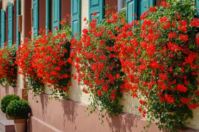 Muskaty Previsle (převislých muškátů, převislé muškáty, Balkónové Květiny, drenážními otvory, Pelargonium peltatum) Muskaty Previsle