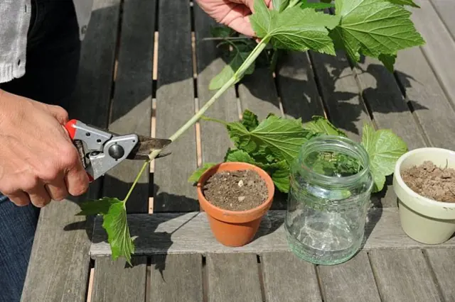 Množení bylinek řízkováním: V dubnu začněte s levandulí, šalvějí a libečkem