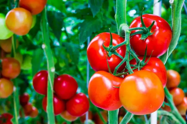 Hnojivo z chleba funguje na rajčata lépe než drahé chemické přípravky