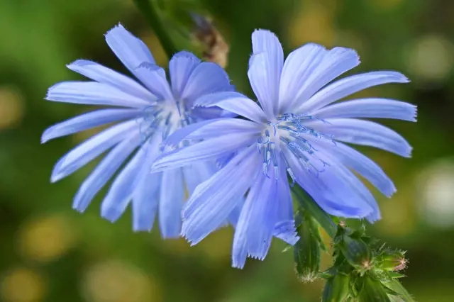 Čekanka, skromná léčivka: Modré květy hojí oči, kořen a nať játra