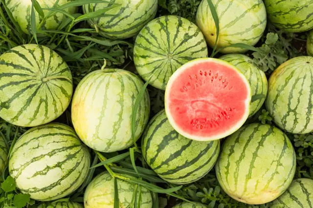 Kdy Zasadit Seminka Melounu (melounových semínek, jarních mrazů, výsev melounových, výsev melounových semínek, mrazů vaší) Kdy Zasadit Seminka Melounu