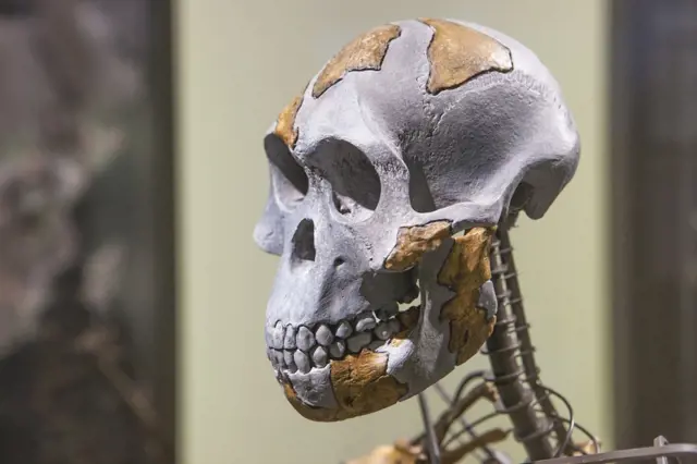 Vědci nalezli 150 milionů let starou kost. Patřila vyhynulému druhu lidí Ubeidij