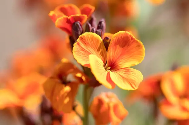 Chejr neboli zimní fiala má nádherné květy a voní po medu: Je čas ji zasadit