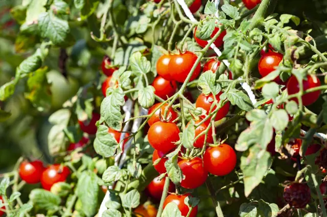 Brutální, ale účinný tip odborníka na zvýšení úrody rajčat: Usekejte  jim vršky!