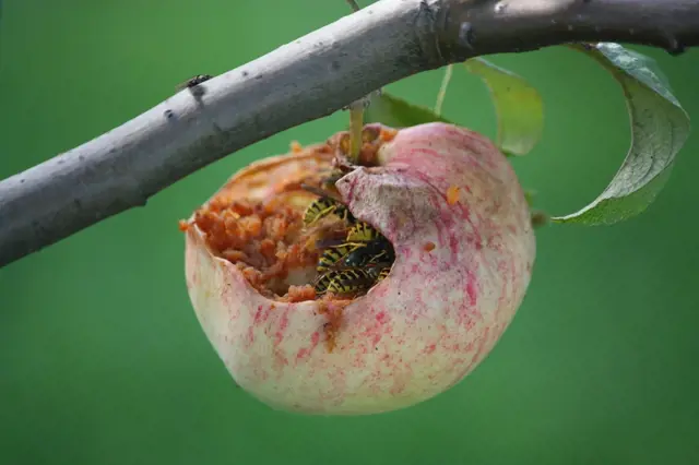Jak kompostovat shnilá jablka a další zkažené či jinak napadené ovoce