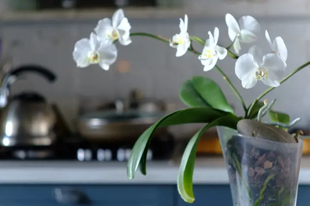 V čem pěstovat orchideje: Nemáte je v nevhodné nádobě? Je to velmi důležité