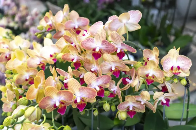 Jak jednoduchý trik s dřevěným květináčem donutí orchideje obsypat se květy