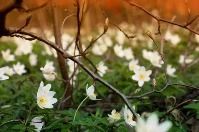 Jarní sasanky v přírodě i na zahradě: Jak je poznat, jak je pěstovat?