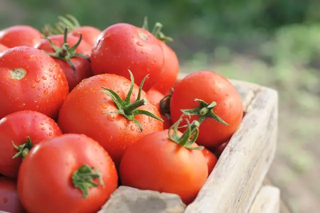 Dvakrát větší úroda rajčat: Ošetřujte a přihnojujte syrovátkou už od počátku