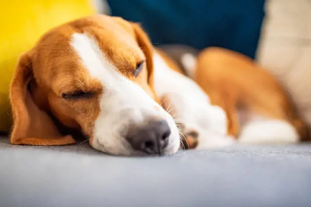 Váš pes nechce spát ve svém pelíšku: Možná jste mu ho dali na špatné místo