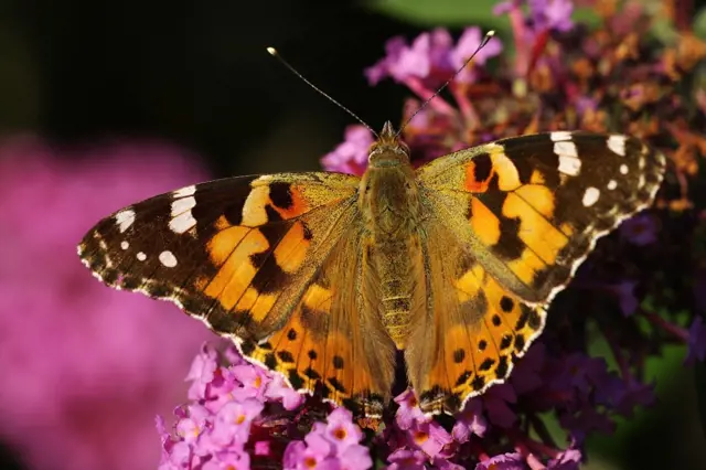 Proč byste si měli pořídit na zahradu motýlí keř a na kolik vás vyjde peněz?