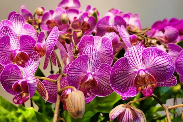 Jak donutit orchidej kvést: Postavte květináč do kvasnic s cukrem. Jak na to?
