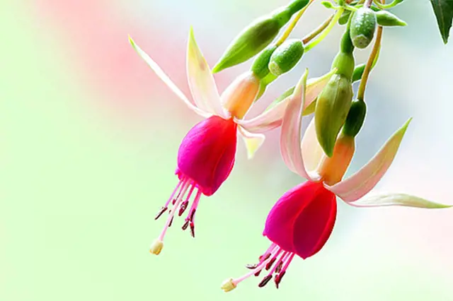 Fuchsie Prezimovani (během zimy, období klidu, během zimního, hnilobě kořenů, může vést) Fuchsie Prezimovani