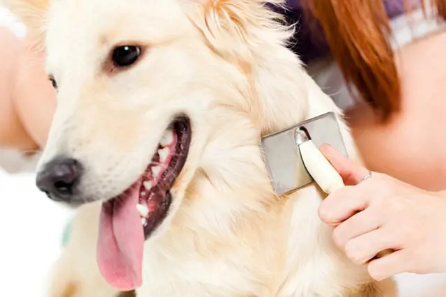 Jarní línání psích mazlíčků: Díky tomuto triku ho můžete minimalizovat nebo zcela odstranit