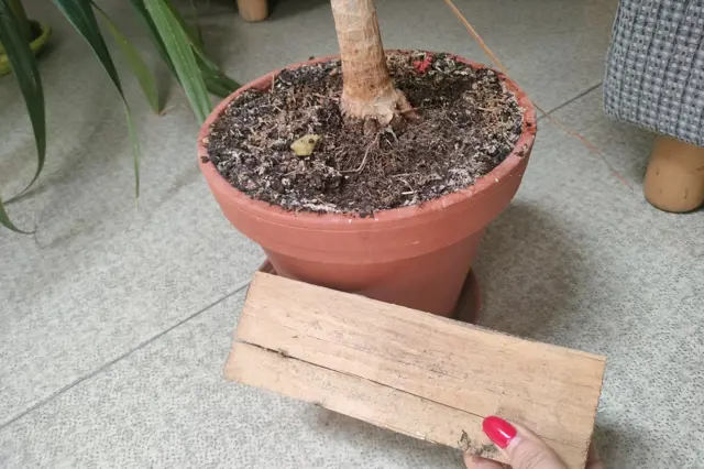 Jak správně zalévat pokojovky: Napoví vám, když poklepete dřevem na květináč
