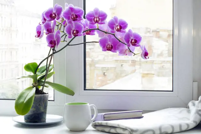 Pěstování orchidejí rodu Dendrobium, Miltonia a Cymbidium v bytě