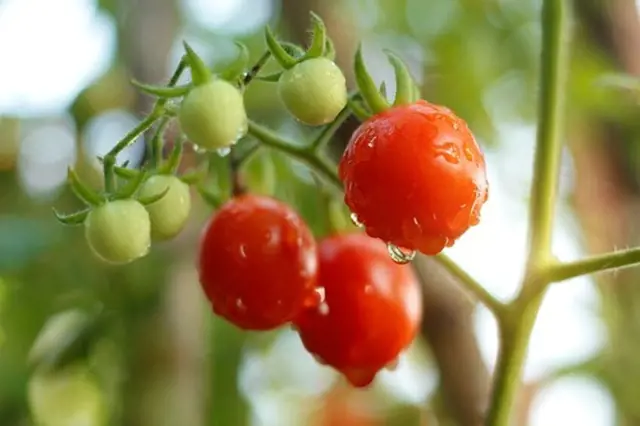 Domácí sazenice rajčat: Pozor na 3 chyby při předpěstování rajčat