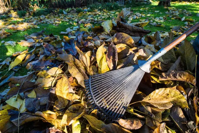 Jak naložit s ořešákovým listím? Provzdušní kompost, nahradí rašelinu