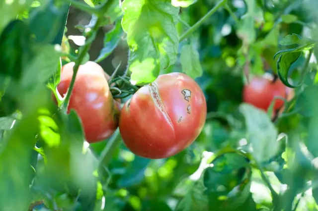Jak zabránit praskání rajčat? Tenhle jednoduchý a nenáročný trik jej vyřeší