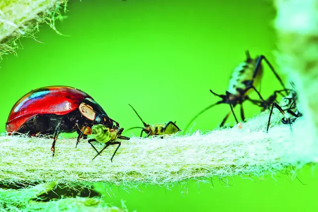 Škůdci na zahradě: kdo jsou upíři vegetariáni